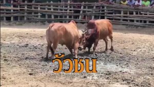 วัวชนออนไลน์